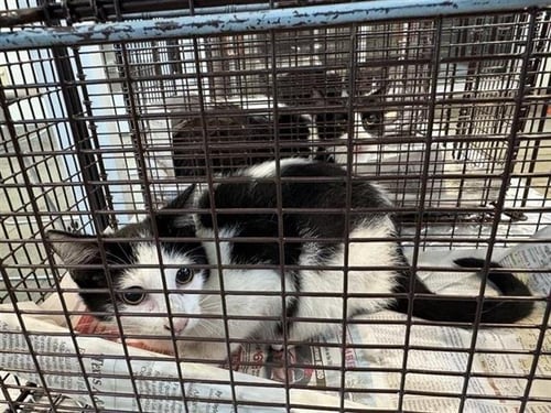 A801671 - Domestic Short Hair available for adoption