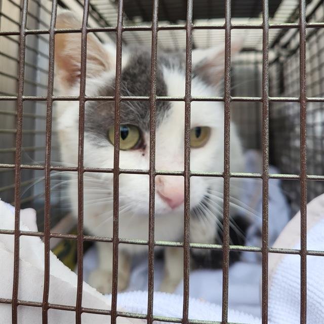 BLINK - Domestic Short Hair available for adoption