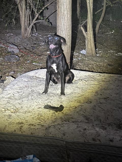 BRIAR - Labrador Retriever available for adoption