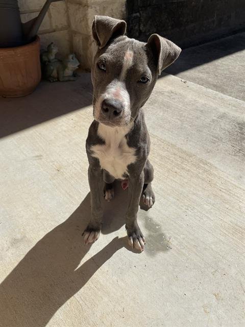 A787058 - American Staffordshire Terrier available for adoption