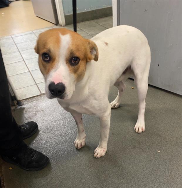 MAX - Labrador Retriever available for adoption