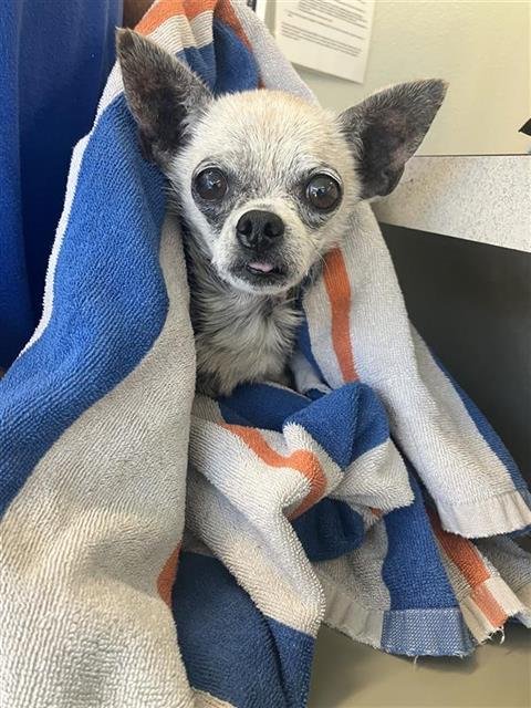 SCARLET - Chihuahua available for adoption