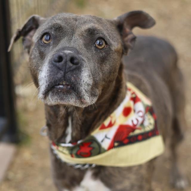 SWEETY - American Staffordshire Terrier available for adoption