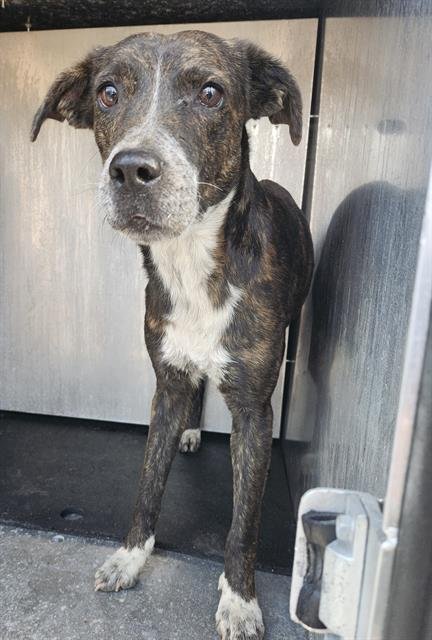 SYD - Labrador Retriever available for adoption