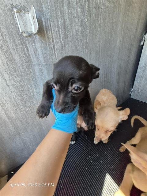 FERRARI - Chihuahua available for adoption