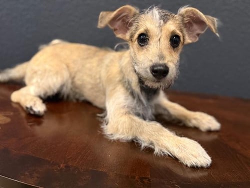 WALDO - Terrier available for adoption
