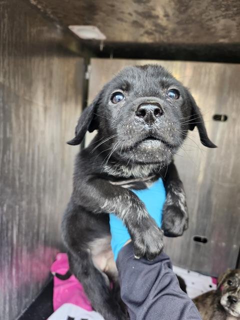 TOBY - Labrador Retriever available for adoption