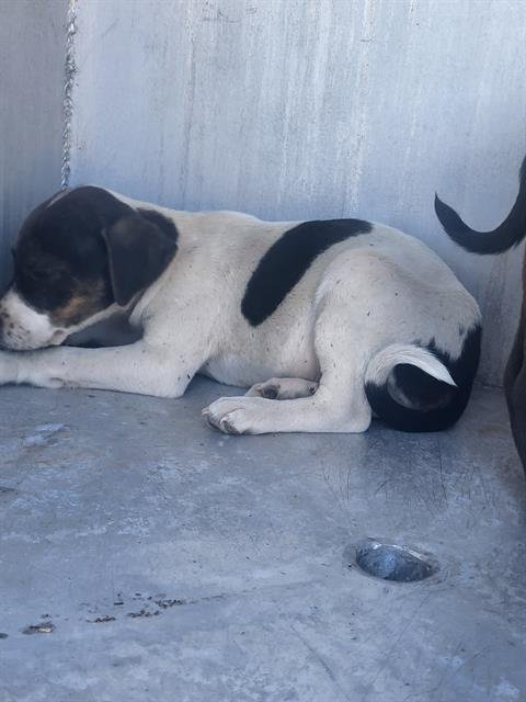 SPECK - American Staffordshire Terrier available for adoption