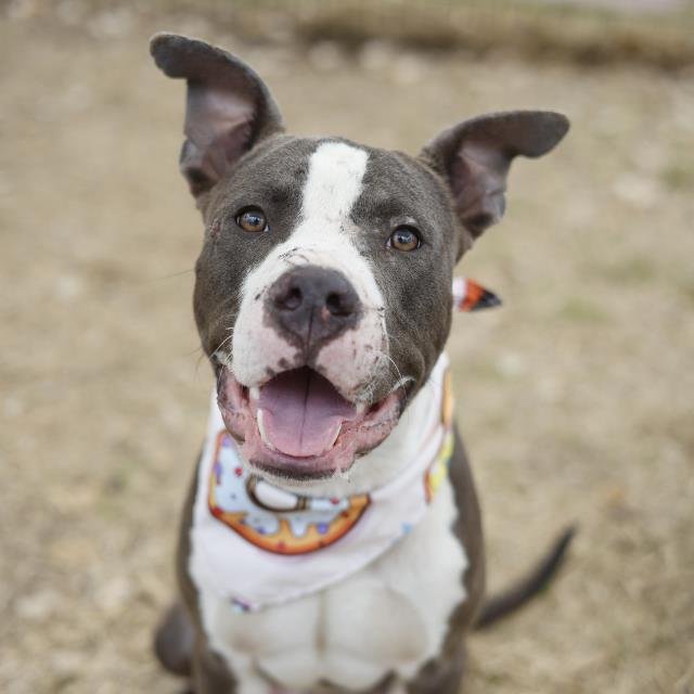 SMOKEY - American Staffordshire Terrier available for adoption