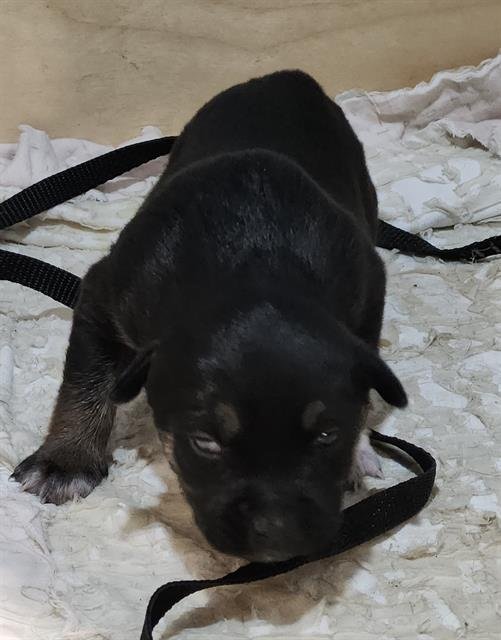 BLIZZARD - Chihuahua available for adoption