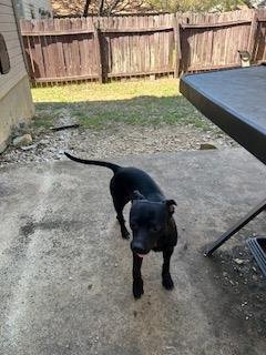 TIMBER - Chihuahua available for adoption