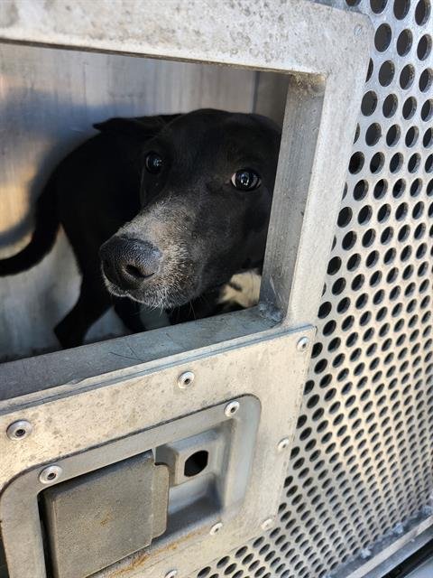 DOLLY - Labrador Retriever available for adoption