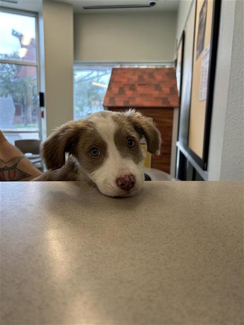 BABYGIRL - Australian Shepherd available for adoption