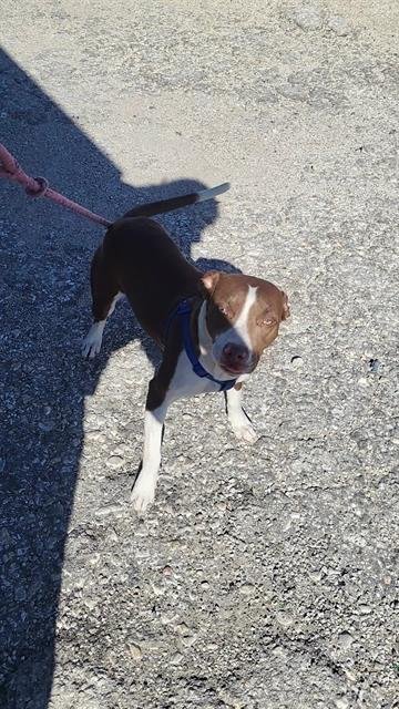 BABY GIRL - American Staffordshire Terrier available for adoption