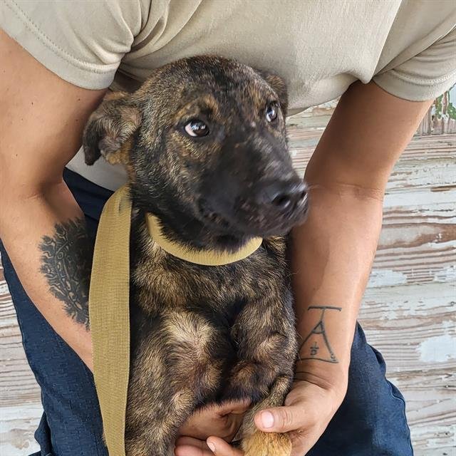 MARIMAR - German Shepherd Dog available for adoption