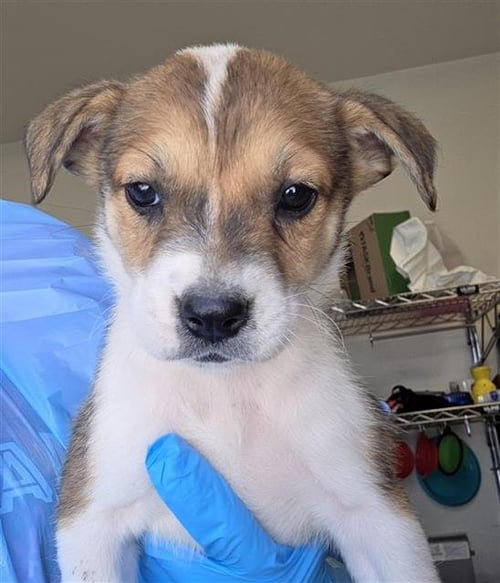 WHITTY - Labrador Retriever available for adoption