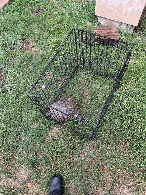 TIMMY - Turtle available for adoption