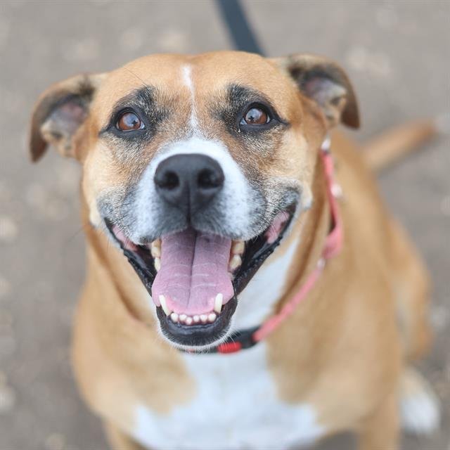 STRAWBERRY - Boxer available for adoption