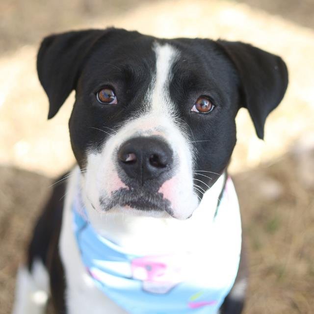 STEWART - American Staffordshire Terrier available for adoption