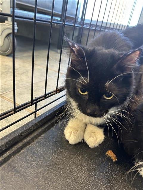 A796090 - Domestic Short Hair available for adoption