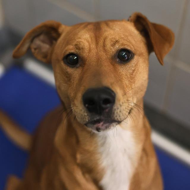 ADAMAS - Hound available for adoption