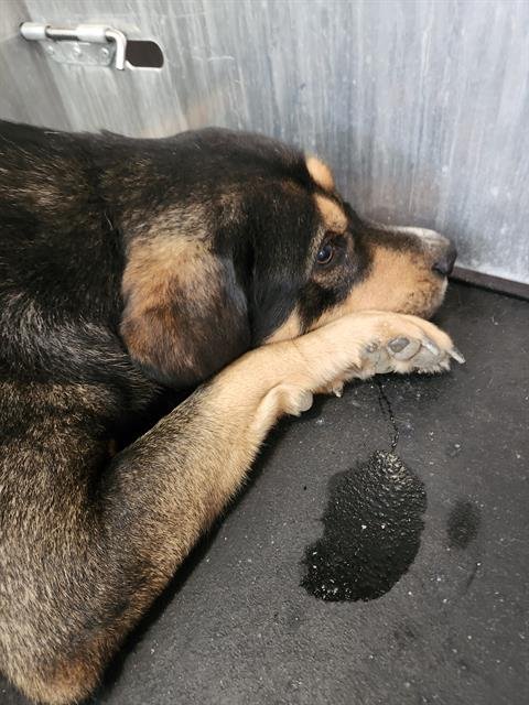 BIGBOY - Rottweiler available for adoption