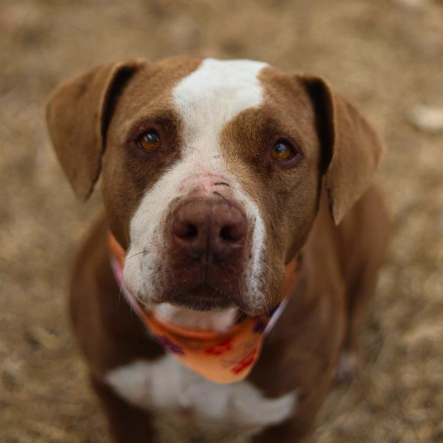 APRIL - American Staffordshire Terrier available for adoption