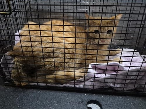 SWIPER - Domestic Short Hair available for adoption