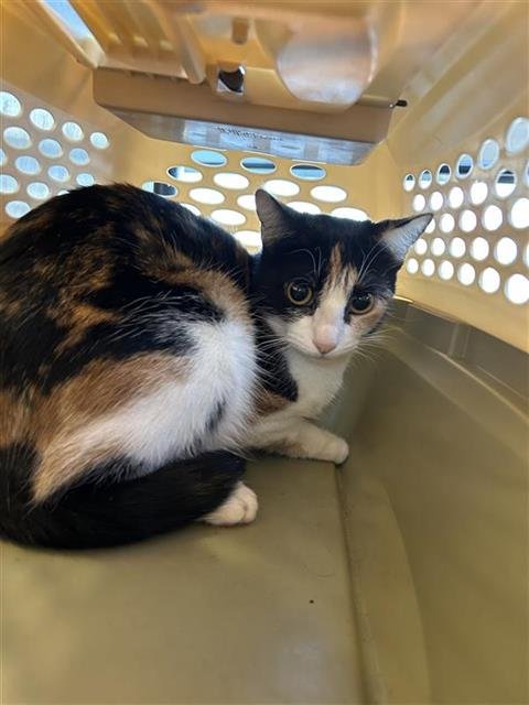 A794705 - Domestic Short Hair available for adoption