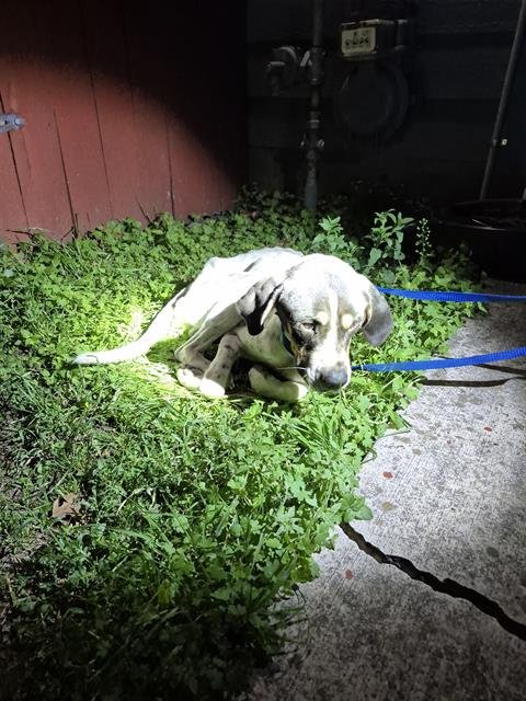 REX - Catahoula Leopard Dog available for adoption