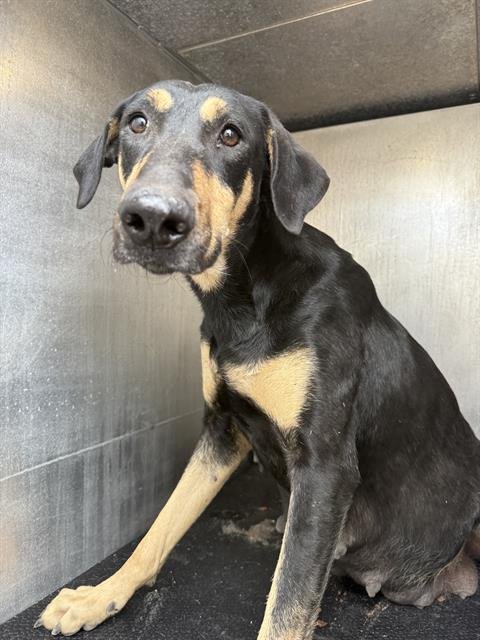 MAKO - Doberman Pinscher available for adoption