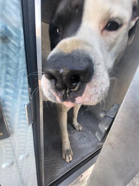 BISCUIT - American Staffordshire Terrier available for adoption