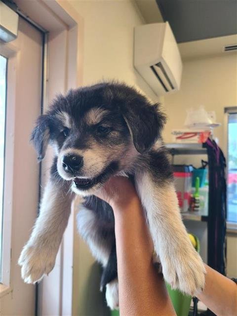 BARBIE - Husky available for adoption