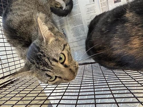 PAULA - Domestic Short Hair available for adoption