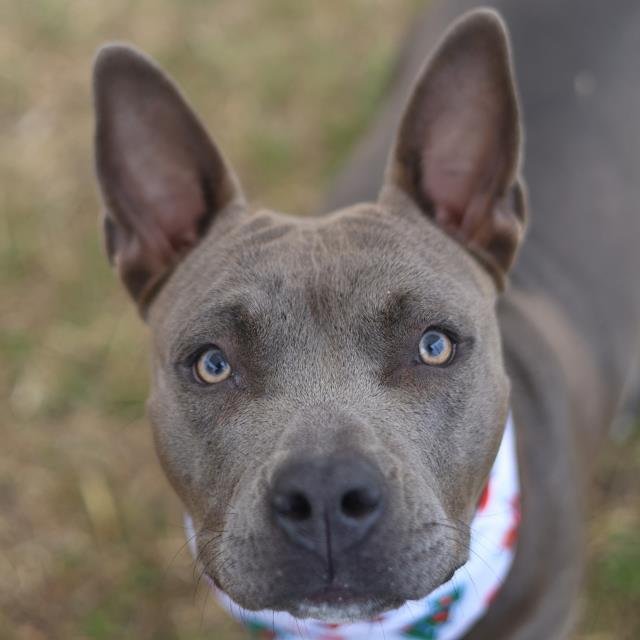 SIENNA - American Staffordshire Terrier available for adoption