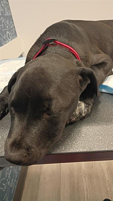 ALEXANDER - Labrador Retriever available for adoption