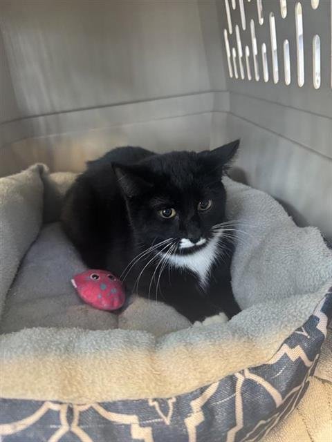 MUSTACHE - Domestic Short Hair available for adoption