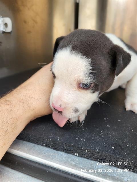 A793809 - Labrador Retriever available for adoption