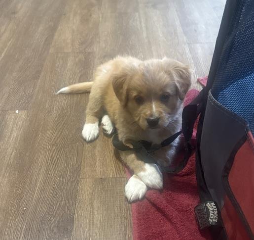 THOR - Chow Chow available for adoption