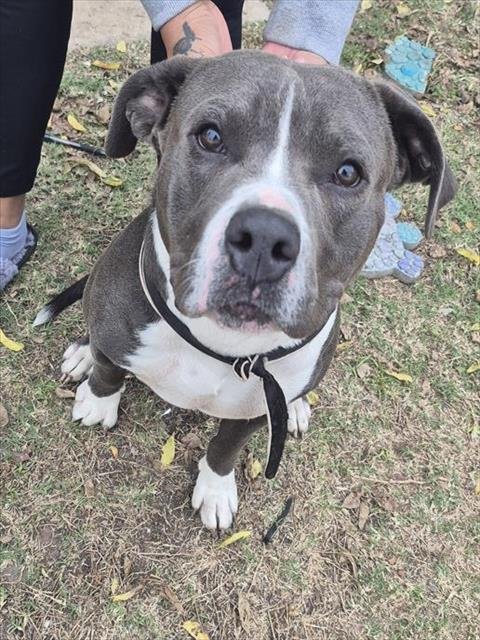 ROCKY - American Staffordshire Terrier available for adoption