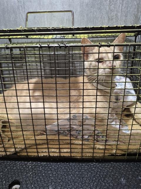 YOUNG 6 - Domestic Short Hair available for adoption