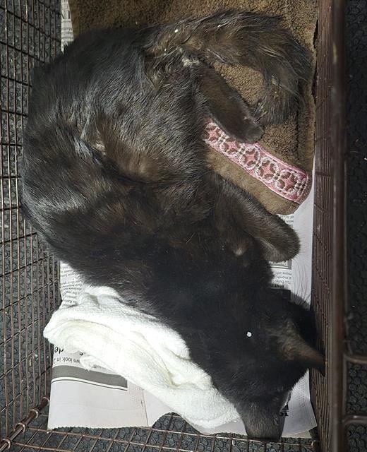 SPLASH - Domestic Short Hair available for adoption