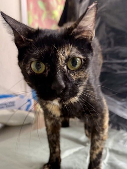 ABBY CADABBY - Domestic Short Hair available for adoption
