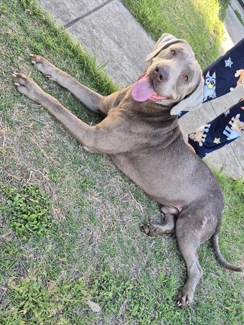 TATUM - Weimaraner available for adoption