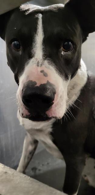 THOR - Terrier / American Staffordshire Terrier available for adoption