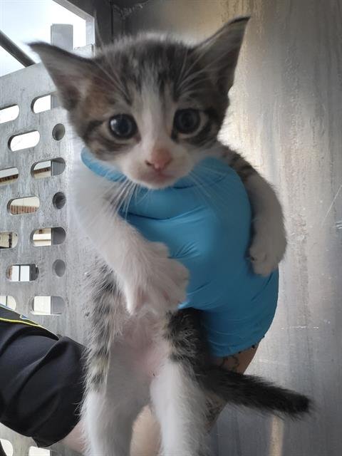 RICO - Domestic Short Hair available for adoption