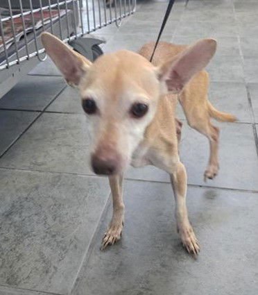 ALEAH - Chihuahua available for adoption