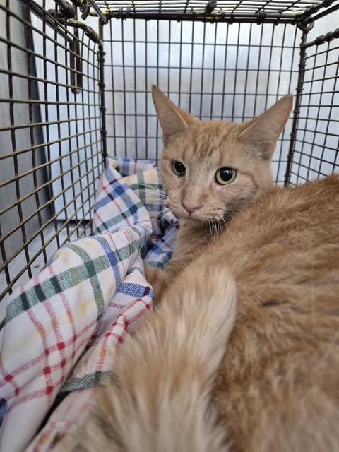 VIV - Domestic Short Hair available for adoption