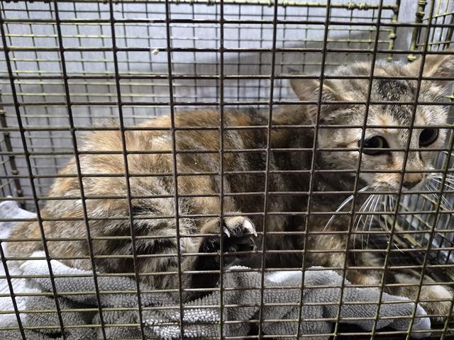 PRINGLE - Domestic Short Hair available for adoption