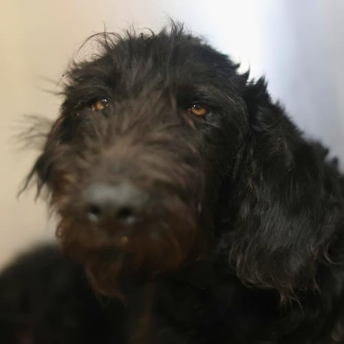 BETTY BOOP - Poodle (Standard) / Labrador Retriever available for adoption